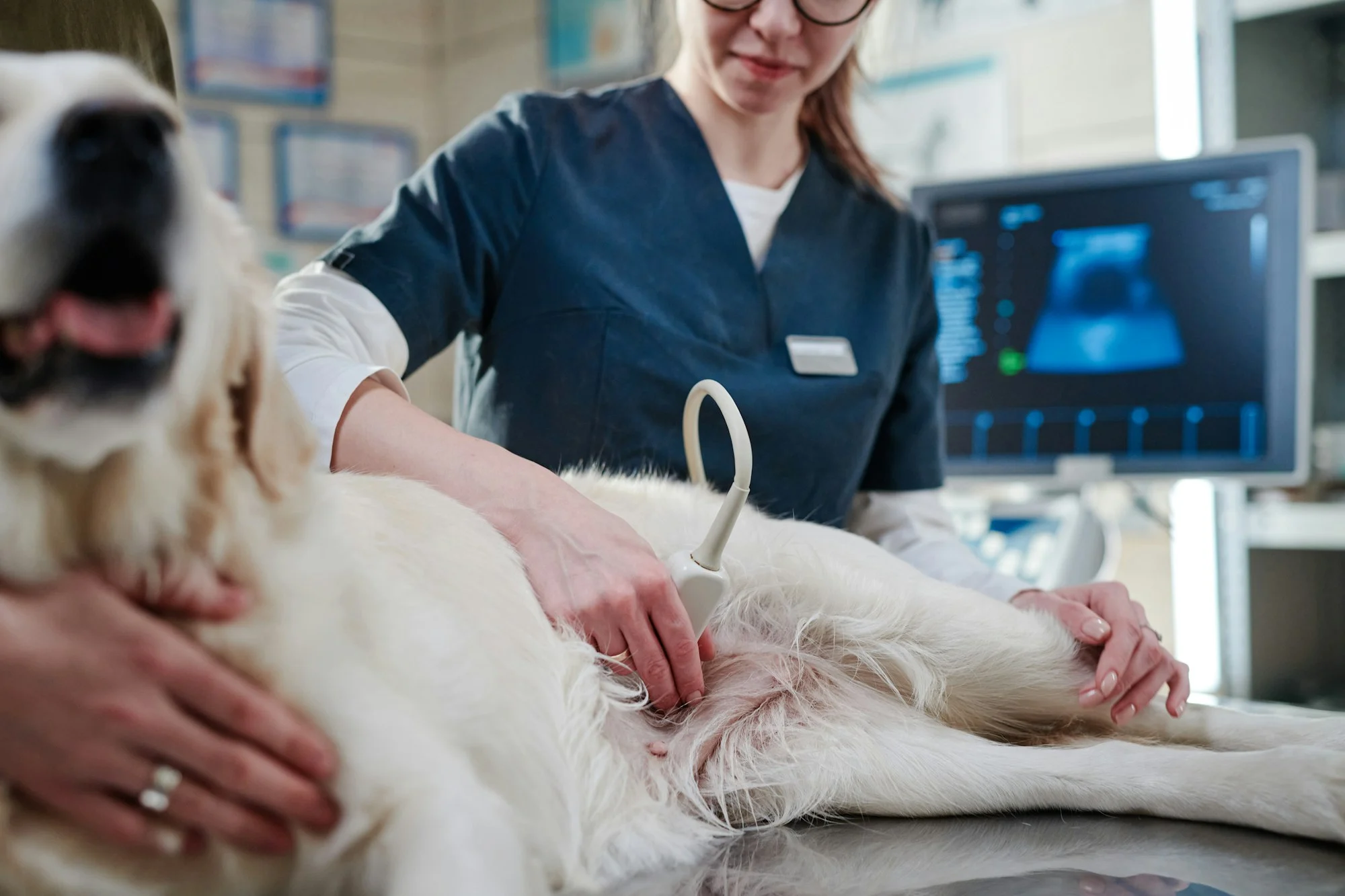 Veterinarian doing ultrasound in clinic