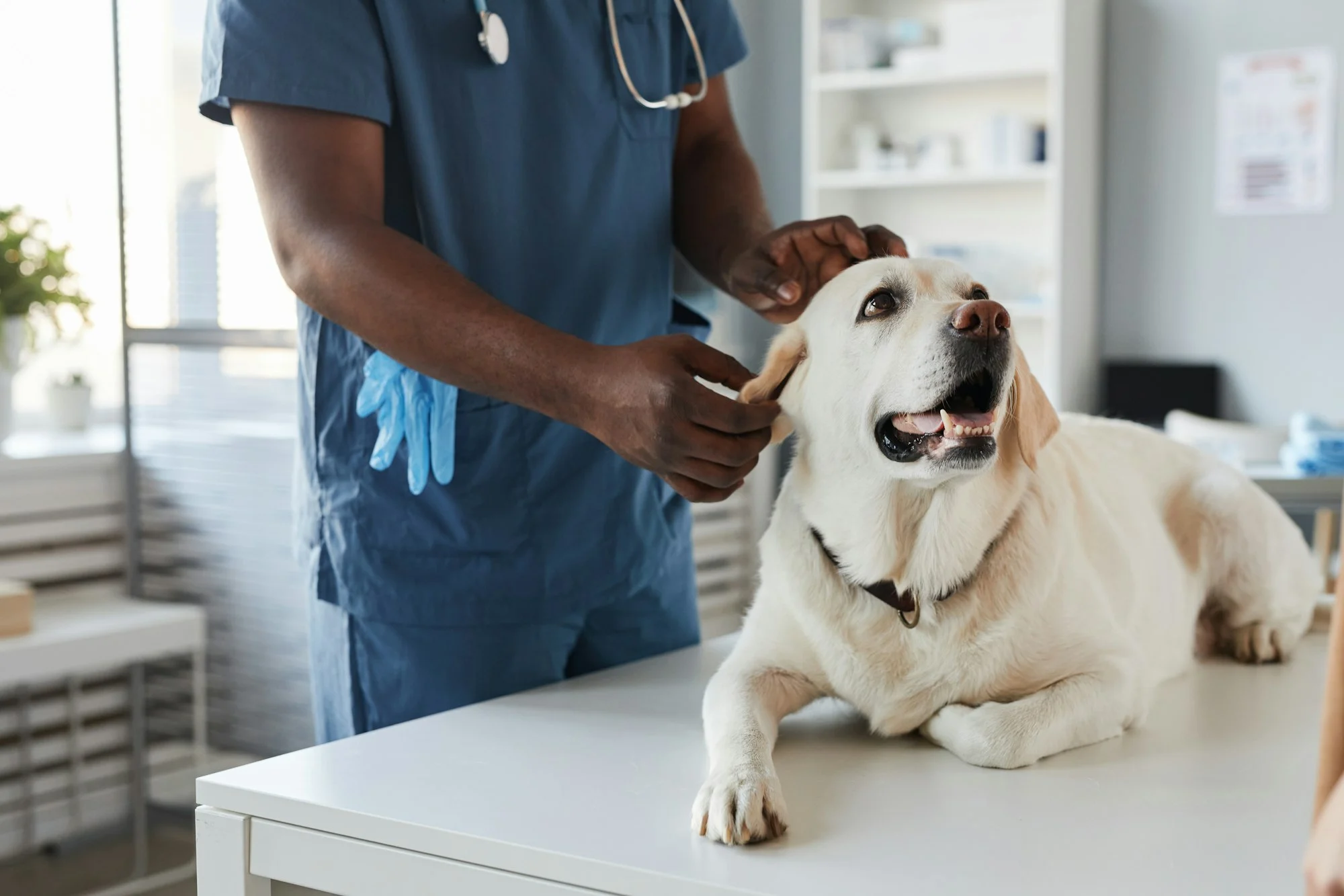 Young African-American veterinarian in blue uniform examining sick dog
